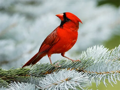 how to get the most stardust in pokemon go