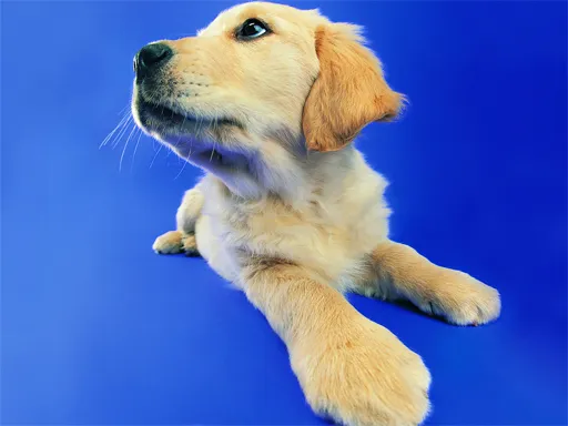 how to get gengar in pokemon go